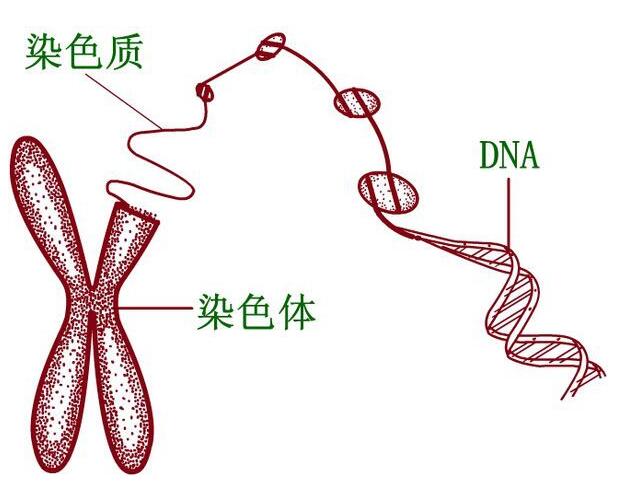 色盲染色体