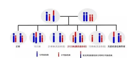 染色体易位