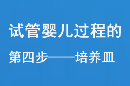 试管婴儿过程的第四步——培养皿